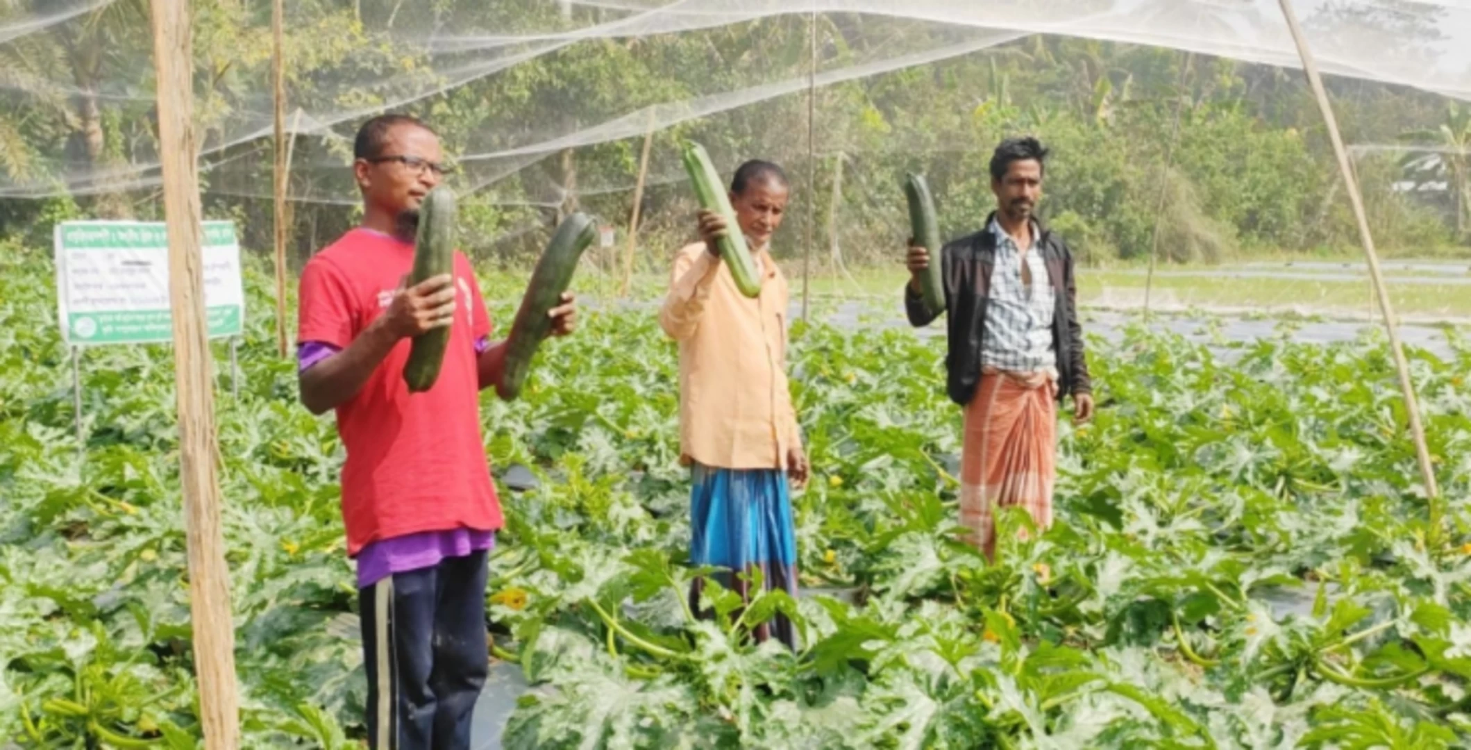 বাগেরহাটে স্কোয়াশ চাষে সফল কৃষক মাহাবুব