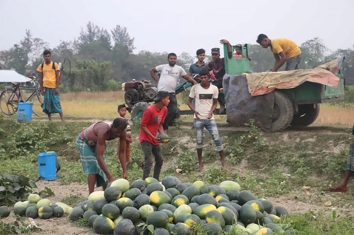 ফেনীর চরাঞ্চলের হাসি ফুটবে শতাধিক তরমুজ চাষির