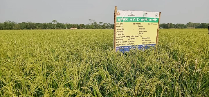 বিনা ধানের পরীক্ষামূলক চাষাবাদে বাম্পার ফলন