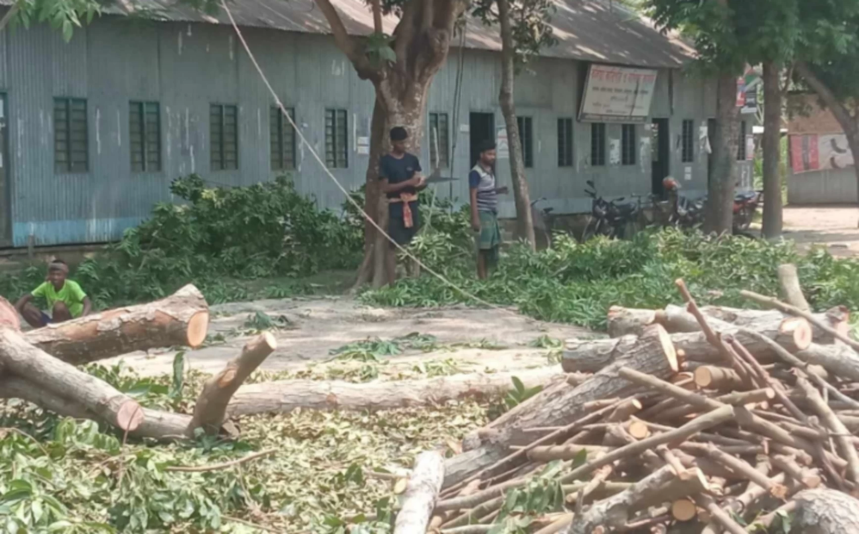 তীব্র তাপদাহে মানিকগঞ্জে বিনা অনুমতিতে গাছ কর্তন