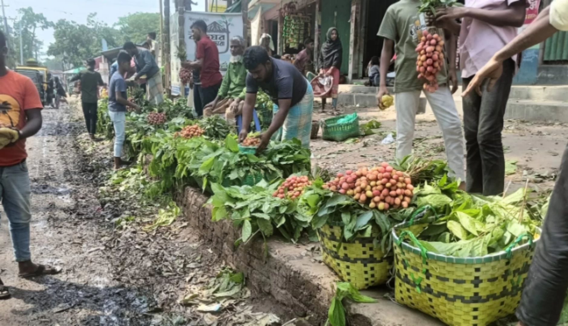 পুরোদমে বাজারে এসেছে কালীপুরের রসালো লিচু