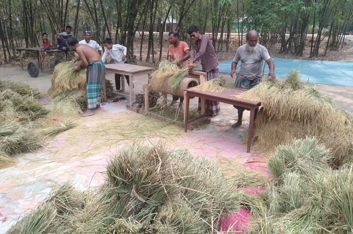 ফুলবাড়ীতে গরম উপেক্ষা করে চলছে ধান কাটার মহোৎসব