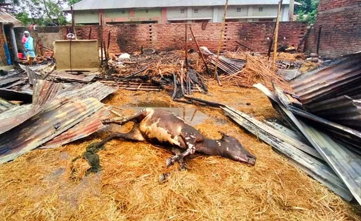রাণীশংকৈলে বসতঘর ও গবাদিপশু আগুনে পুড়ে ছাই
