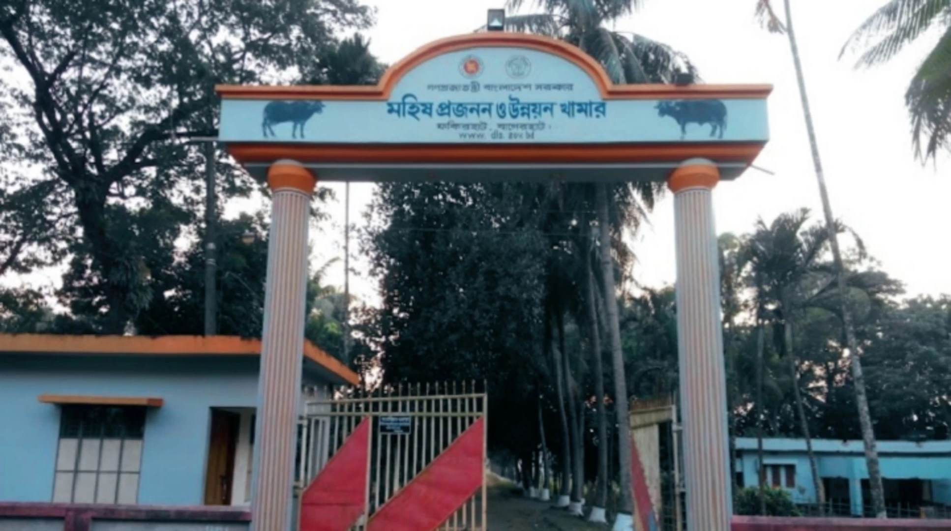 কথা রাখছে না ভারত থেকে আনা মহিষগুলো