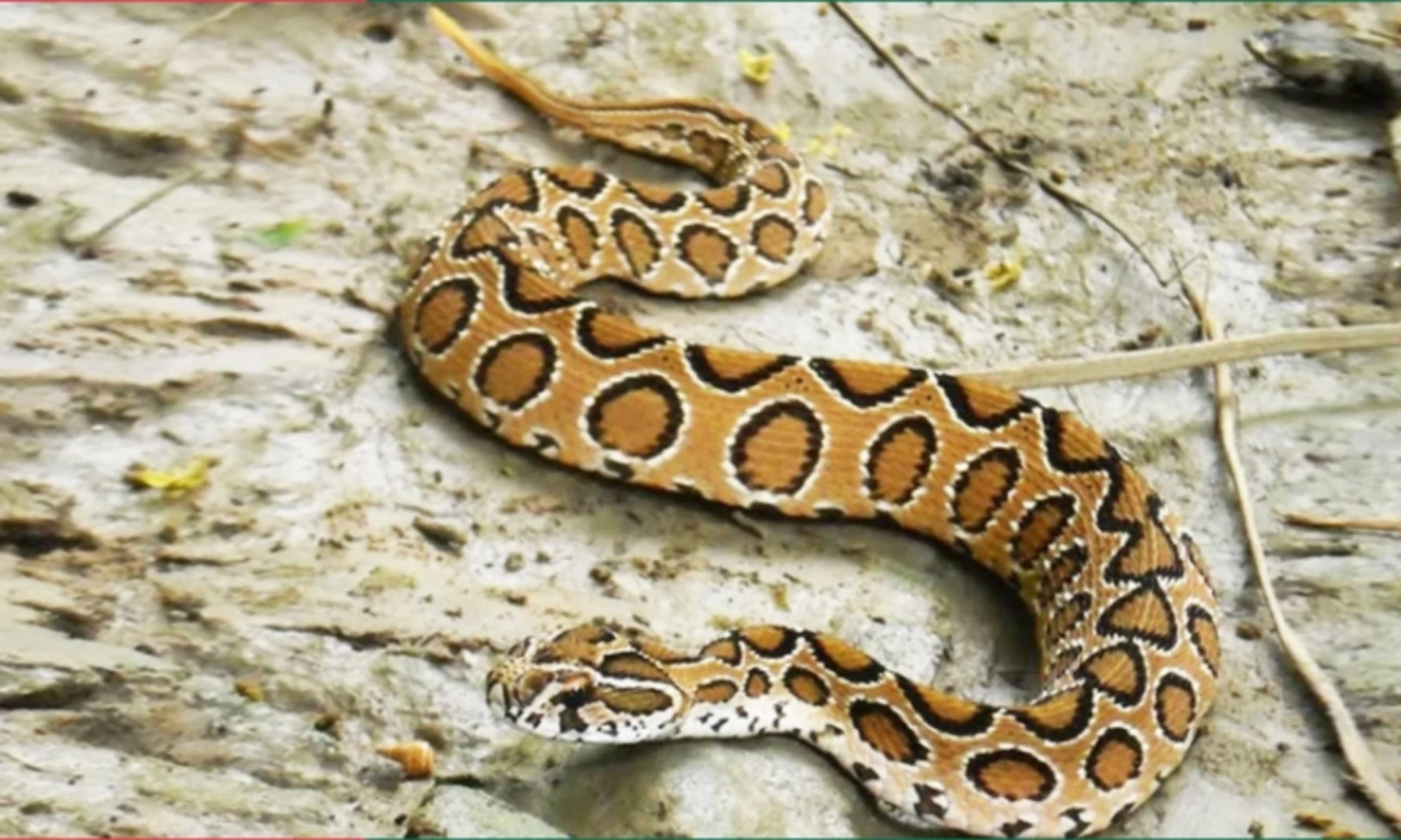 রাসেলস ভাইপার নিয়ে বন বিভাগের ৭ পরামর্শ