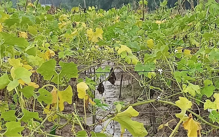 অতি বৃষ্টিতে মাধবপুরে সবজি ক্ষেত বিনষ্ট
