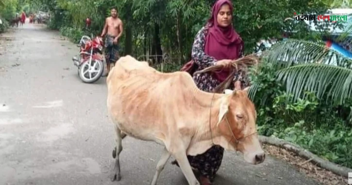 ভোলার চরফ্যাশনে কিস্তির টাকা দিতে না পারায় গ্রাহকের গরু নিয়ে আসেন এক এনজিও কর্মী।